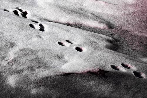 Animal Snow Footprint Trail (Purple Tint Photo)