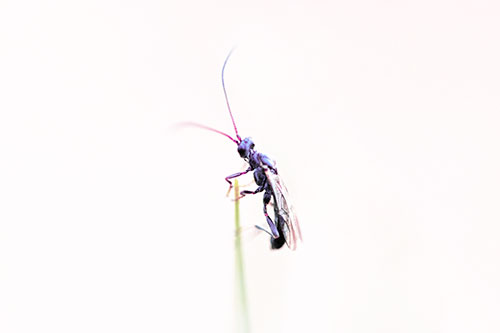 Ant Clinging Atop Piece Of Grass (Purple Tint Photo)