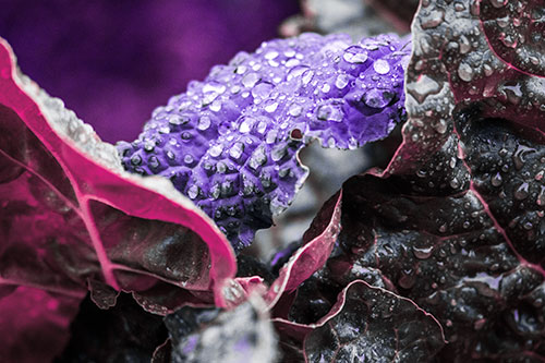 Arching Leaf Water Droplets (Purple Tint Photo)