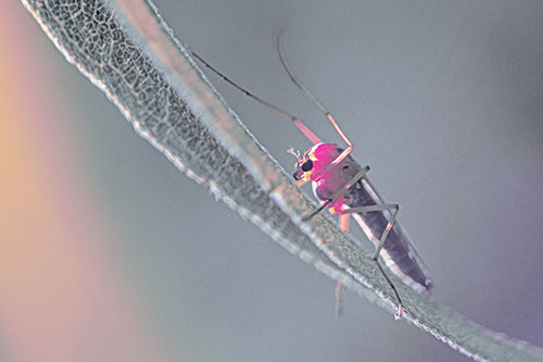 Arm Raising Midge Fly Rests Among Sloping Leaf (Purple Tint)