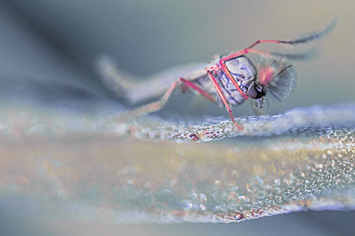 Arm Raising Midge Fly Standing Among Leaf (Purple Tint)