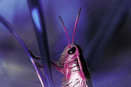 Arm Resting Grasshopper Watches Surroundings (Purple Tint Photo)