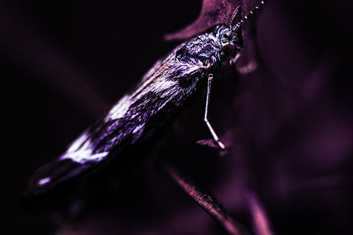 Arm Resting Leaf Blotch Miner Moth (Purple Tint Photo)