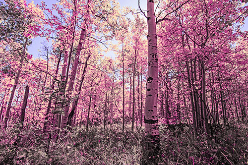 Aspen Trees Illuminate Among Sunshine (Purple Tint Photo)