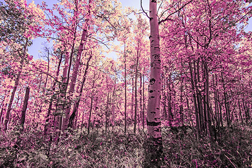Aspen Trees Illuminate Among Sunshine (Purple Tint)