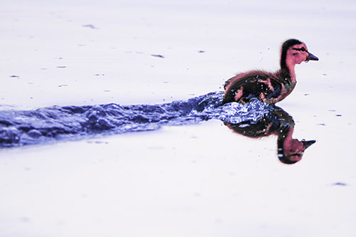 Baby Mallard Duckling Running Across Lake Water (Purple Tint Photo)