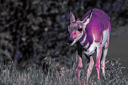 Baby Pronghorn Feasts Among Grass (Purple Tint Photo)