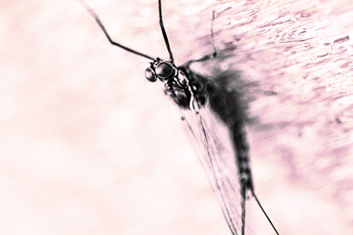 Back Bending Big Eyed Mayfly Resting (Purple Tint Photo)