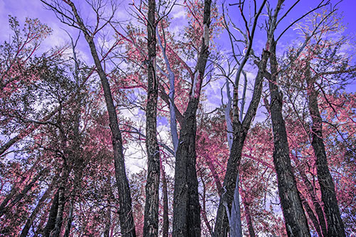 Bark Peeling Trees Going Bald Among Sunlight (Purple Tint)