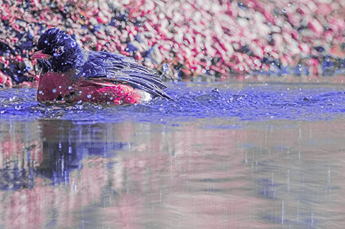 Bathing American Robin Splashing Water Along Shoreline (Purple Tint Photo)