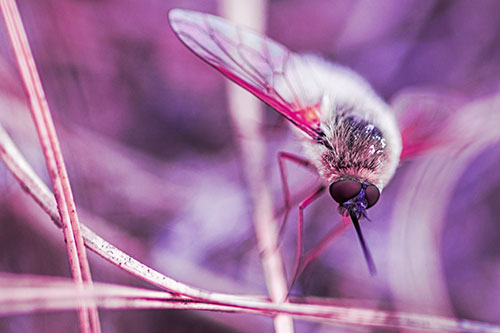 Bee Fly Balances Atop Dried Grass Blades (Purple Tint)