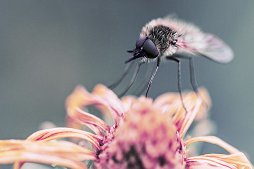 Bee Fly Standing Atop Gumplant Petals (Purple Tint)