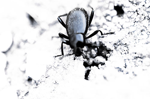 Beetle Beside Dirt Hole (Purple Tint Photo)