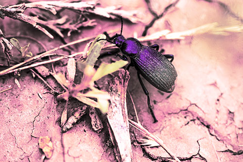 Beetle Searching Dry Land For Food (Purple Tint Photo)