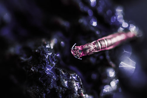 Bent Antenna Larva Slithering Across Soaked Rock (Purple Tint Photo)