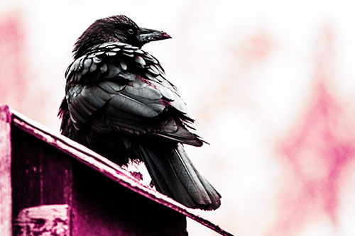 Big Crow Too Large For Bird House (Purple Tint Photo)