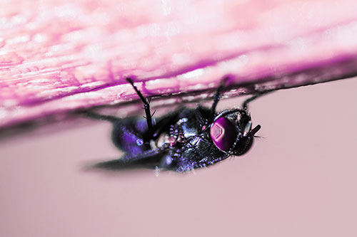 Big Eyed Blow Fly Perched Upside Down (Purple Tint Photo)