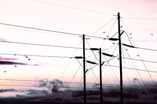 Bird Flock Flying Behind Powerline Sunset (Purple Tint Photo)