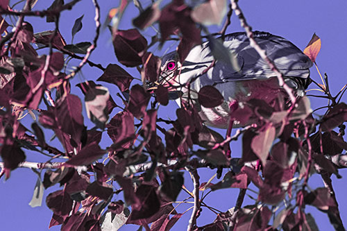 Black Crowned Night Heron Hiding Among Leaves (Purple Tint)