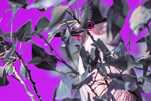 Black Crowned Night Heron Keeping Watch Among Leaves (Purple Tint)