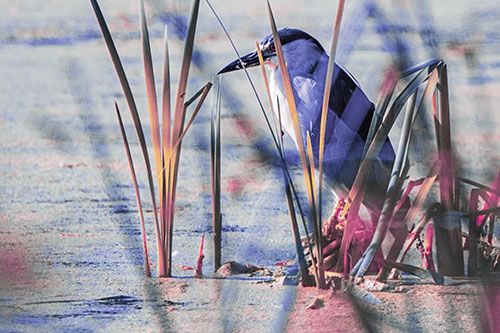 Black Crowned Night Heron Perched Atop Water Reed Grass (Purple Tint Photo)