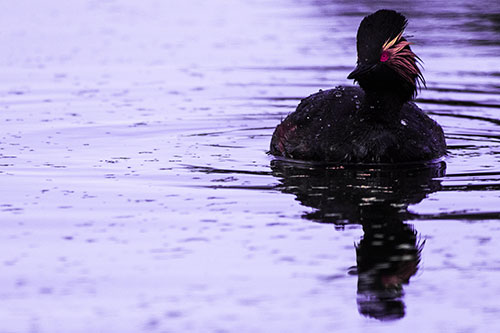 Black Necked Eared Grebe Floating Atop Lake (Purple Tint)