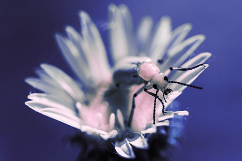 Blister Beetle Guards Gumplant Flower (Purple Tint)