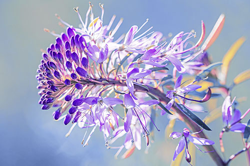 Blossoming Lily Of The Nile Flower (Purple Tint Photo)