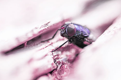 Blow Fly Hiding Among Tree Bark Crevice (Purple Tint Photo)