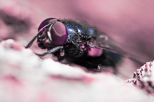 Blow Fly Resting Among Sloping Tree Bark (Purple Tint Photo)