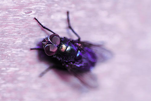 Blow Fly Spread Vertically (Purple Tint Photo)