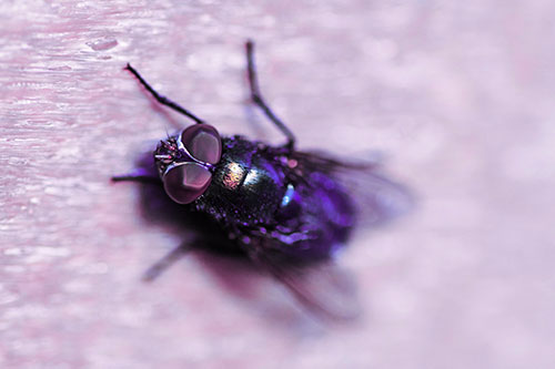 Blow Fly Spread Vertically (Purple Tint)