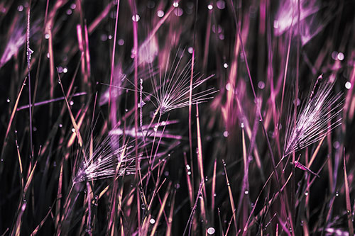 Blurry Water Droplets Clamp Onto Reed Grass (Purple Tint Photo)
