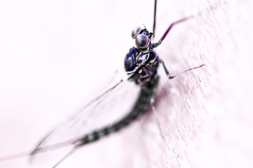 Body Bending Mayfly Resting Vertically (Purple Tint Photo)