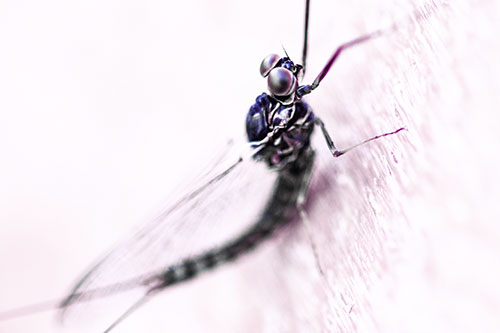 Body Bending Mayfly Resting Vertically (Purple Tint)