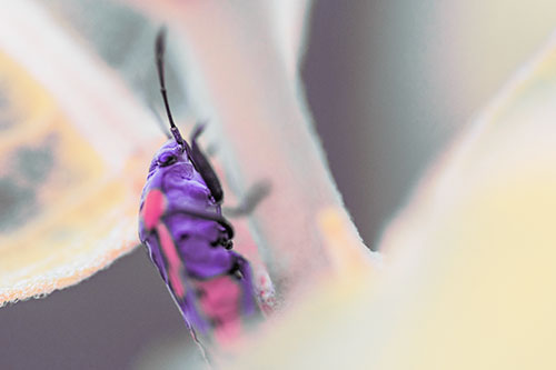 Boxelder Beetle Crawling Up Plant Stem (Purple Tint Photo)