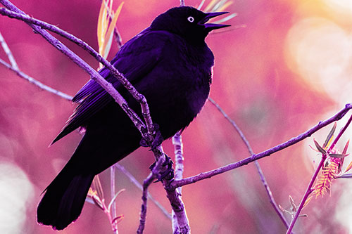 Brewers Blackbird Chirping Atop Sloping Branch (Purple Tint Photo)