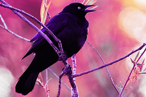 Brewers Blackbird Chirping Atop Sloping Branch (Purple Tint)