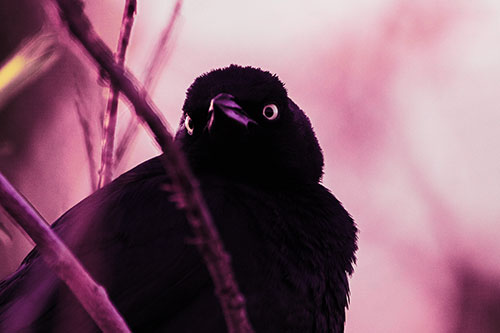 Brewers Blackbird Keeping Watch (Purple Tint Photo)