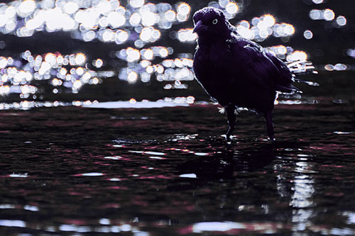 Brewers Blackbird Watches Water Intensely (Purple Tint Photo)