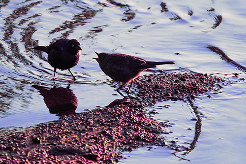 Brewers Blackbirds Feeding Along Shoreline (Purple Tint Photo)