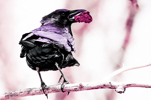 Brownie Crow Perched On Tree Branch (Purple Tint Photo)