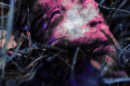 Bruised Rotting Leaf Face Among Grass (Purple Tint Photo)