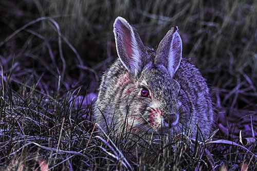 Bunny Rabbit Lying Down Among Grass (Purple Tint Photo)