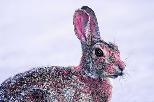 Bunny Rabbit Taking Gander Around Park (Purple Tint)