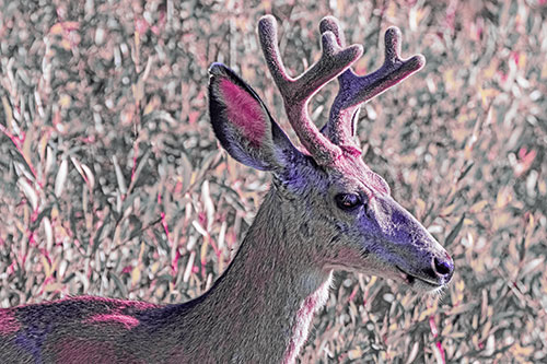 Calm Mule Deer Casually Wandering Around Vegetation (Purple Tint)