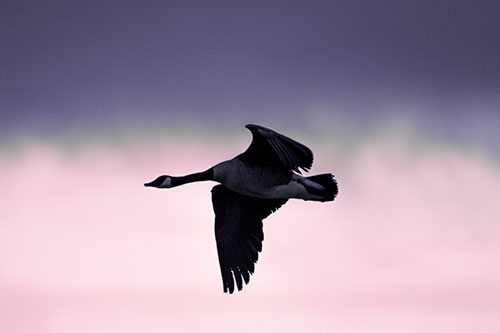 Canadian Goose Flying Among Sunrise (Purple Tint Photo)