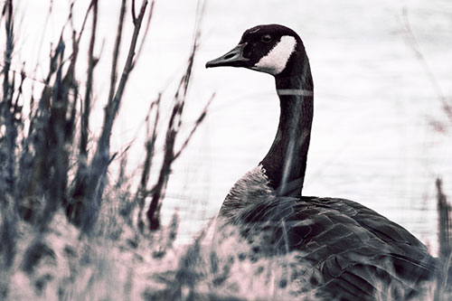 Canadian Goose Hiding Behind Reed Grass (Purple Tint Photo)