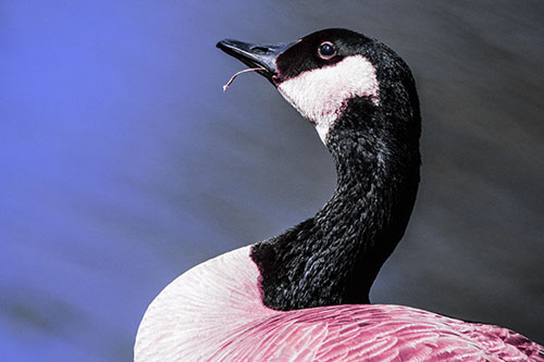 Canadian Goose Munches Single Grass Blade (Purple Tint)