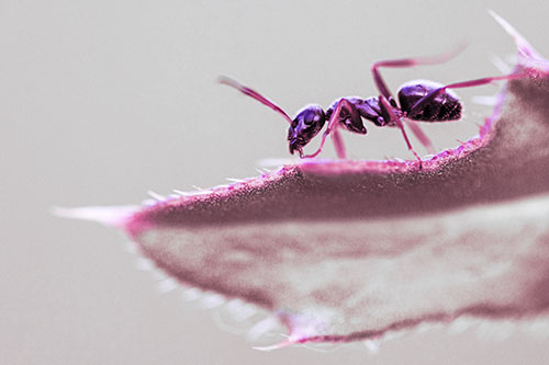 Carpenter Ant Crawls Across Spiky Thistle Leaf (Purple Tint)